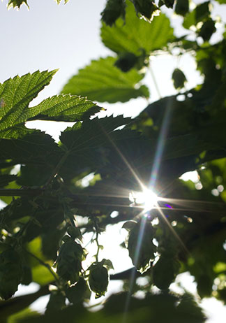 Carbon risk real